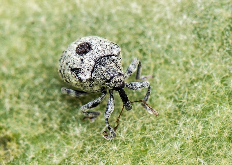 Curculionidae: Cionus hortulanus?